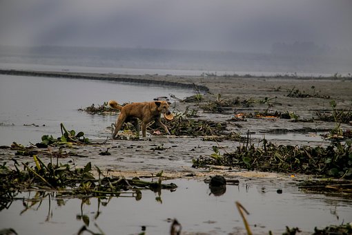 Free Dog Animal photo and picture