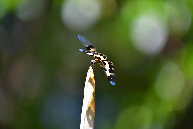 Free Dragonfly Insect photo and picture