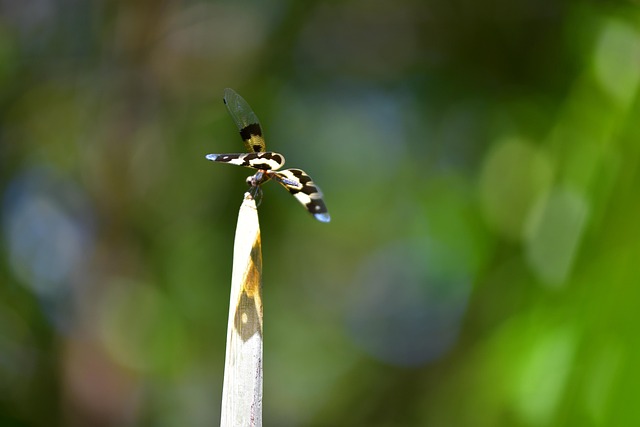 Free Dragonfly Insect photo and picture