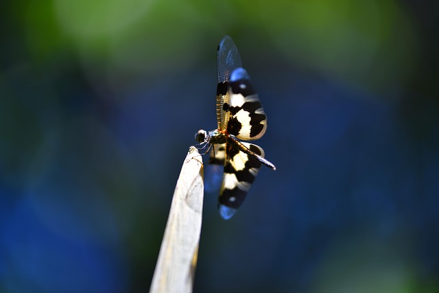 Free Dragonfly Insect photo and picture