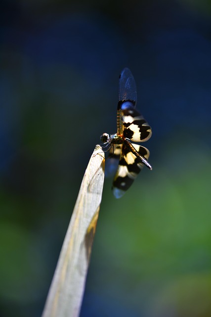 Free Dragonfly Insect photo and picture