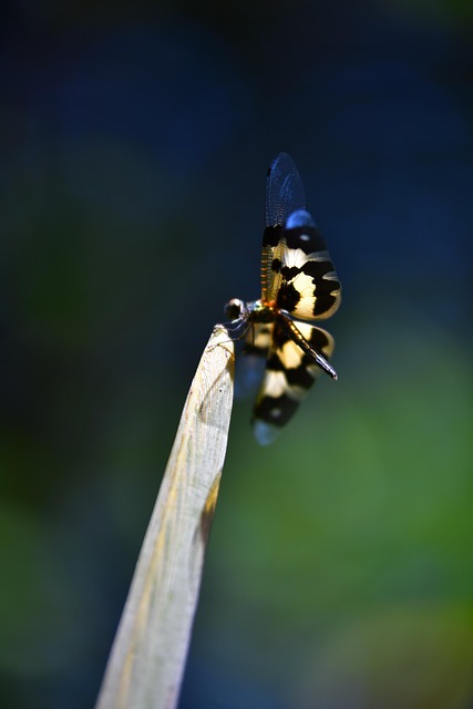 Free Dragonfly Insect photo and picture