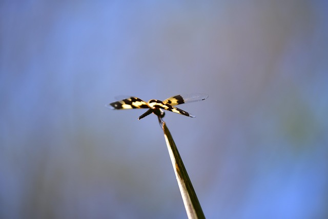 Free Dragonfly Insect photo and picture