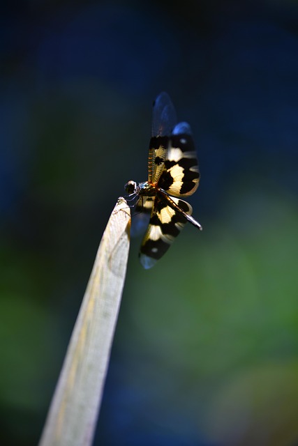 Free Insect Dragonfly photo and picture