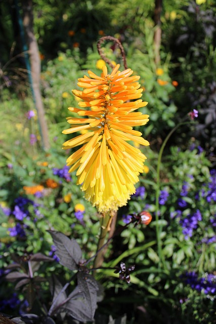 Free Flower Nature photo and picture