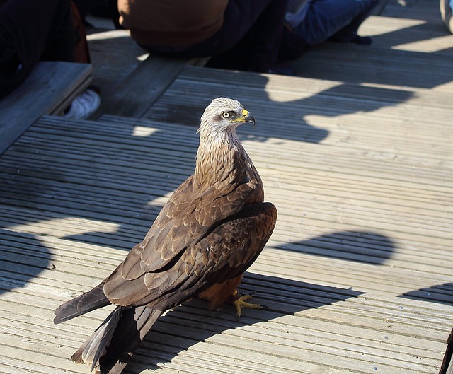 Free Golden Eagle Animal photo and picture