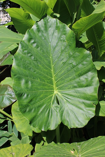 Free Flora Garden photo and picture