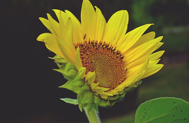 Girassol Flor Planta - Foto gratuita no Pixabay - Pixabay