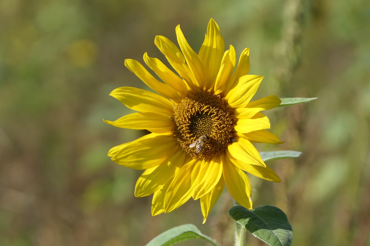Sunflower Bee Pollination - Free photo on Pixabay - Pixabay