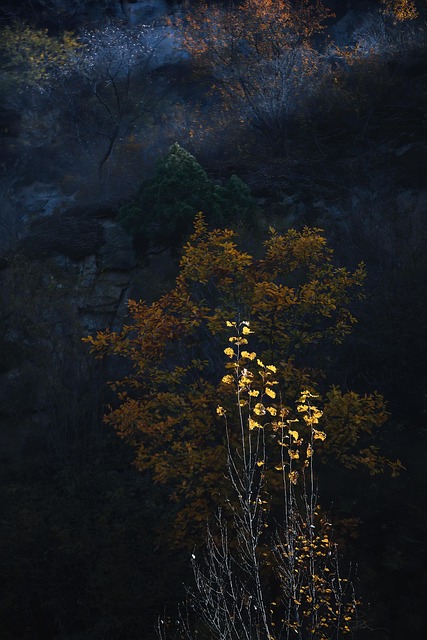 Free Forest Tree photo and picture