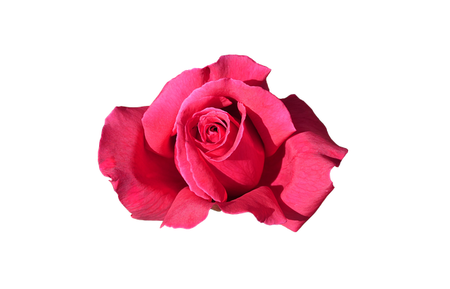 Roos, Bloem, Uitgesneden, Rozen Bloeien
