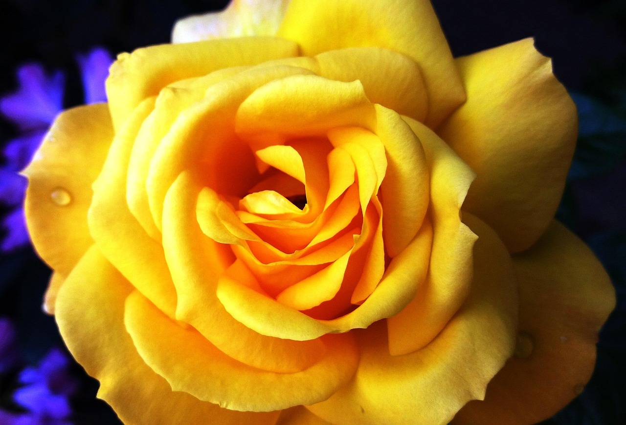 Flower Rose Yellow - Free photo on Pixabay - Pixabay