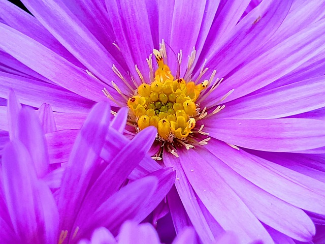 Free Flower Lilac photo and picture