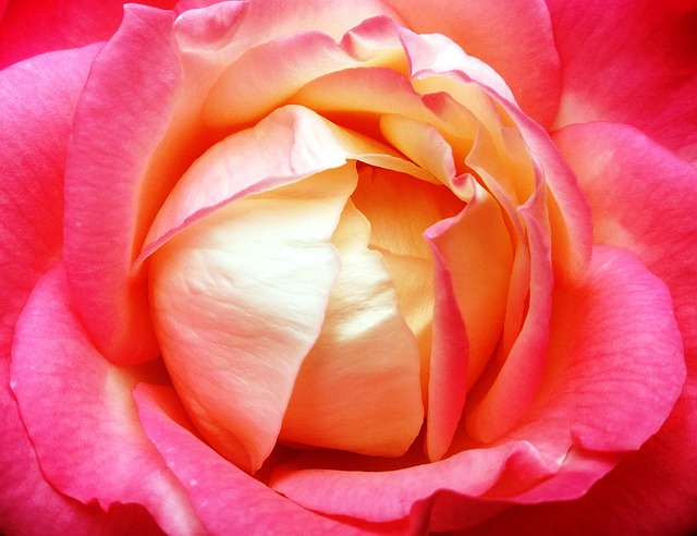 Free Rose Close Up photo and picture