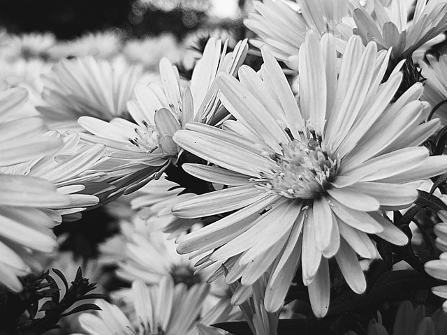 Free Park Garden photo and picture