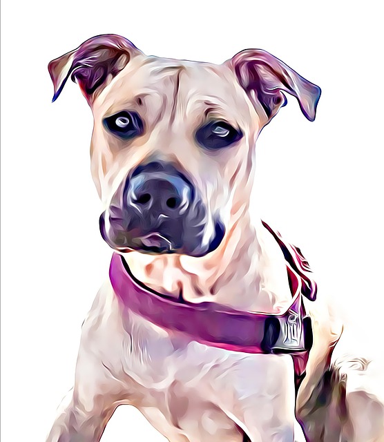 Pitbull Terrier Americano, Cachorro