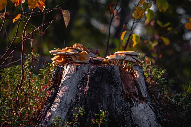 Free Forest Mushrooms photo and picture