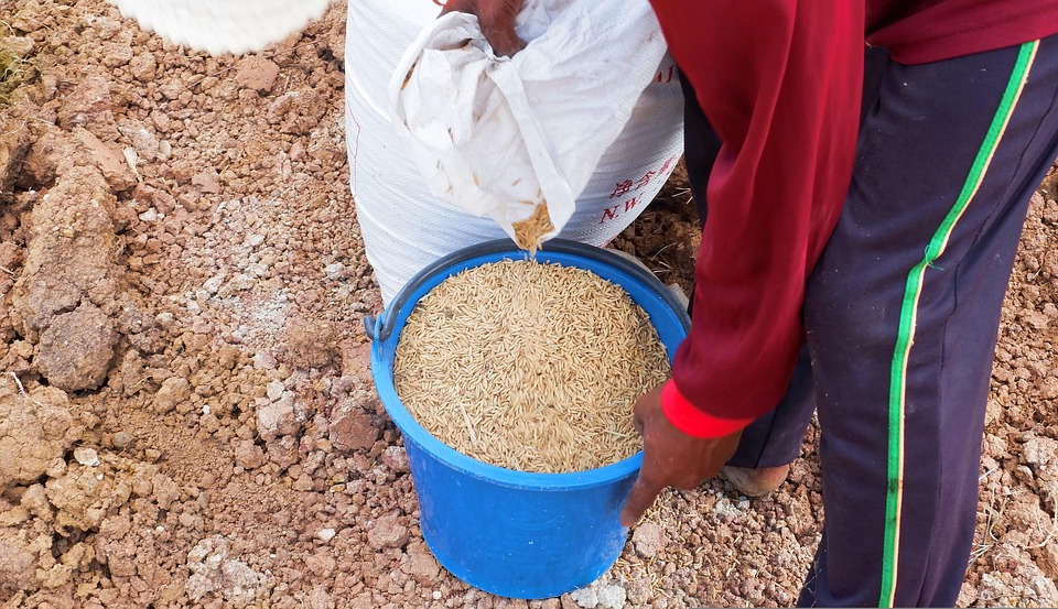 WHICH SOIL TYPE IS BEST FOR GROWING RICE visual data 5