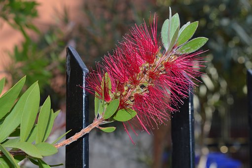 Free Flower Beautiful Flowers photo and picture