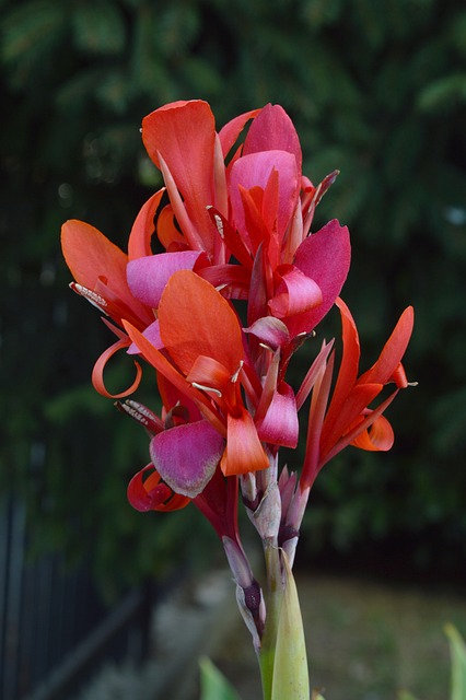 Free Gladiolus Flowers photo and picture