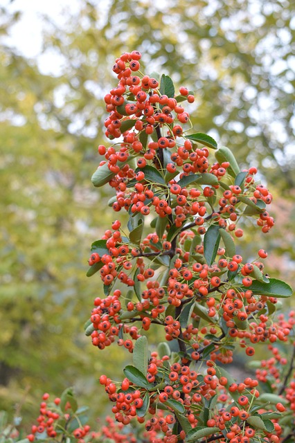 Free Berries Trees photo and picture