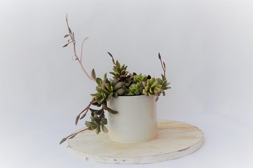 Free Succulent Plant photo and picture