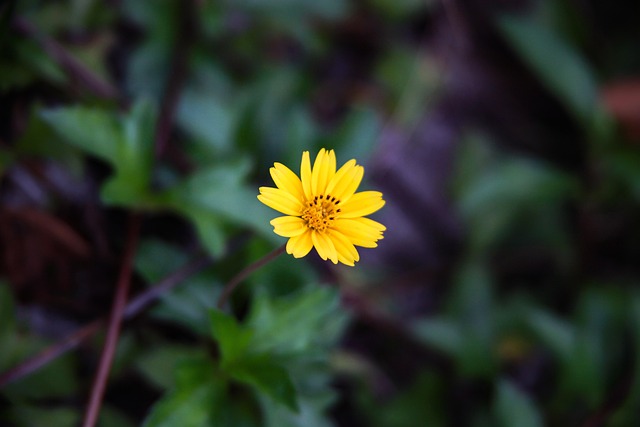 Free Chinese Wedelia Flower photo and picture