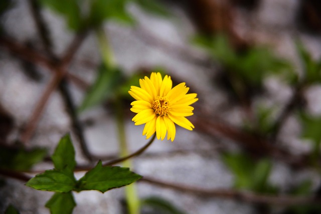 Free Chinese Wedelia Flower photo and picture