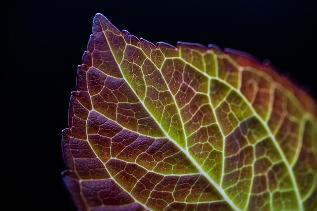 Folha, Natureza, Planta, Outono