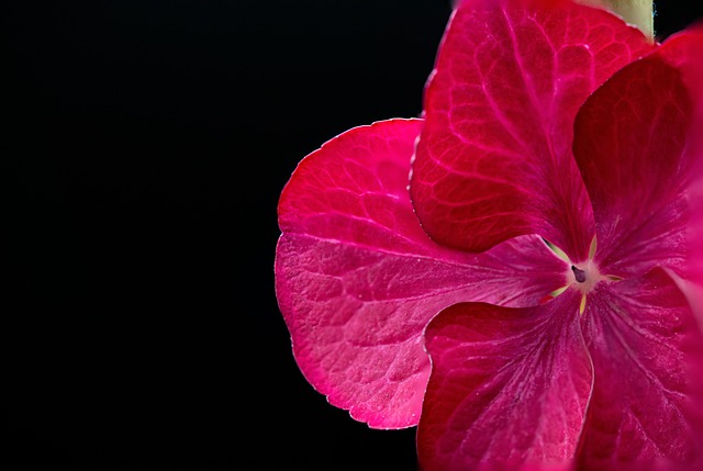 Hortênsia, Flor Rosa, Macro, Flora