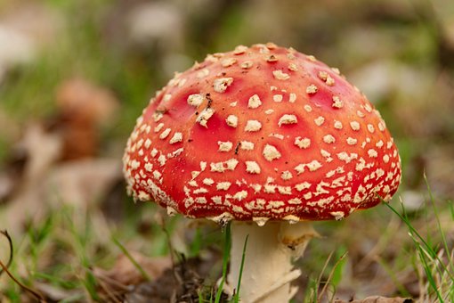 Pilz, Kostenlose Tapete