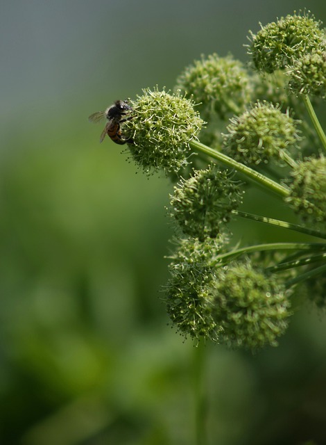 Free Bee Flower photo and picture
