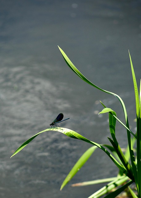 Free Damselfly Insect photo and picture