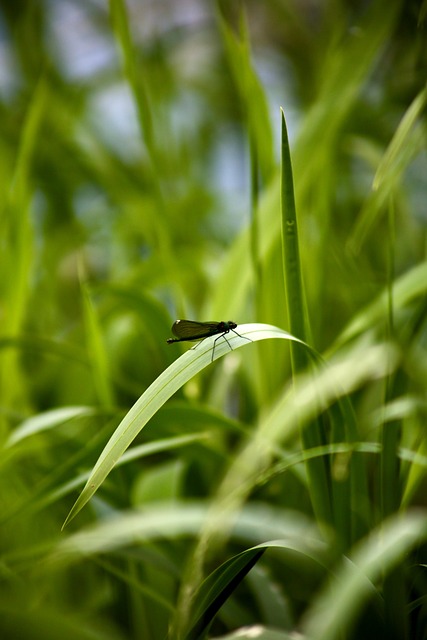 Free Damselfly Insect photo and picture