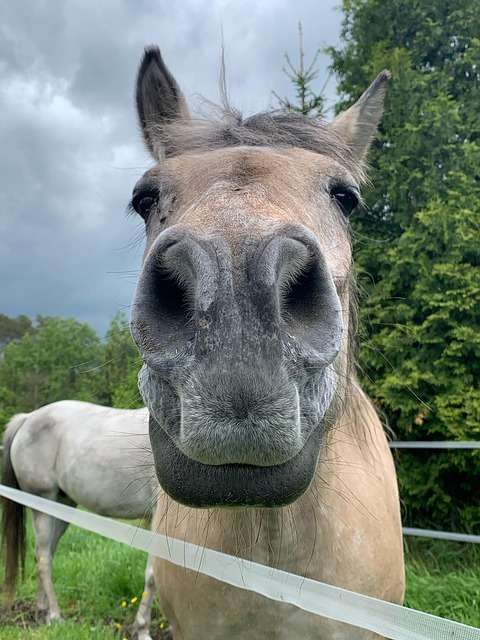 Free Horse Animal photo and picture