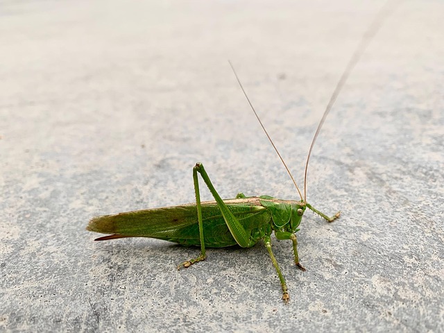 Free Insects Konik photo and picture