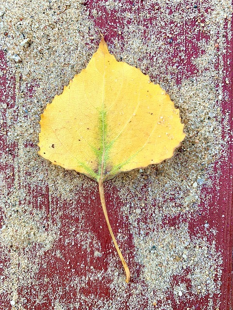 Free Leaf Flora photo and picture