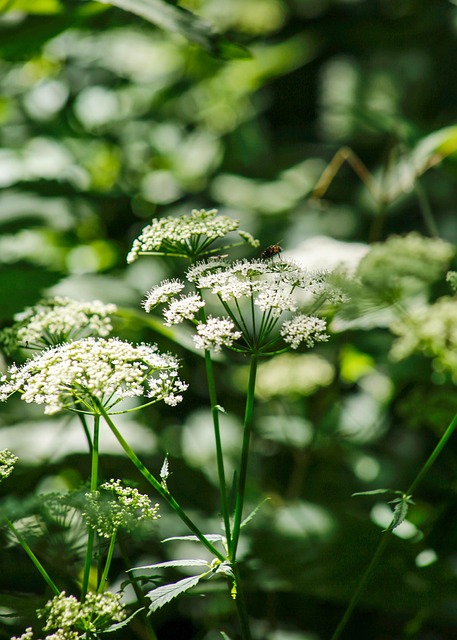 Free Flowers Insects photo and picture