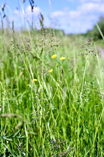 Free Meadow Nature photo and picture