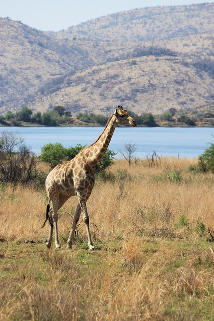 Free Giraffe Herbivore photo and picture