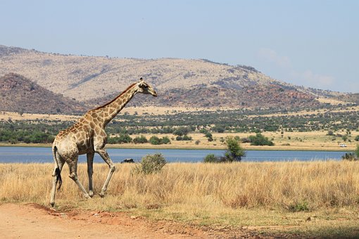 Free Giraffe Animal photo and picture