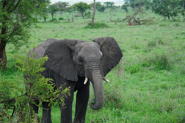 Free Elephant Animal photo and picture
