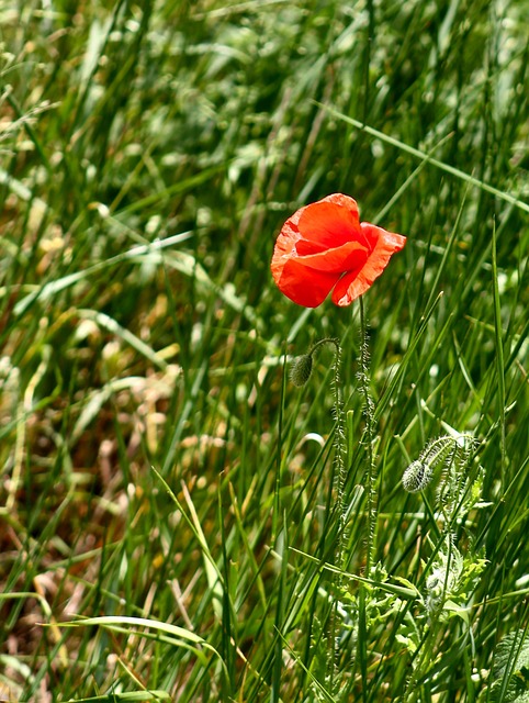 Free Poppy Grass photo and picture