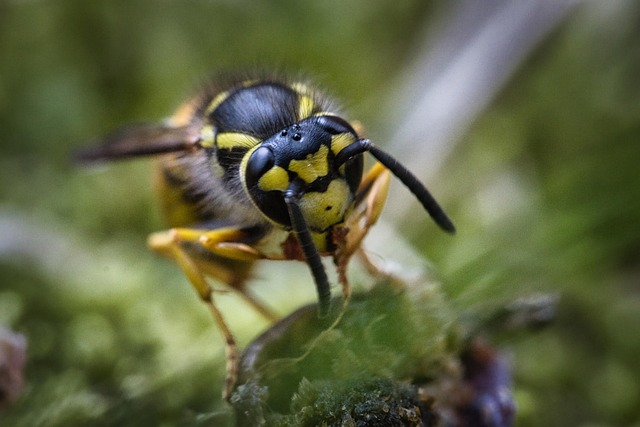 Free Bee Insect photo and picture