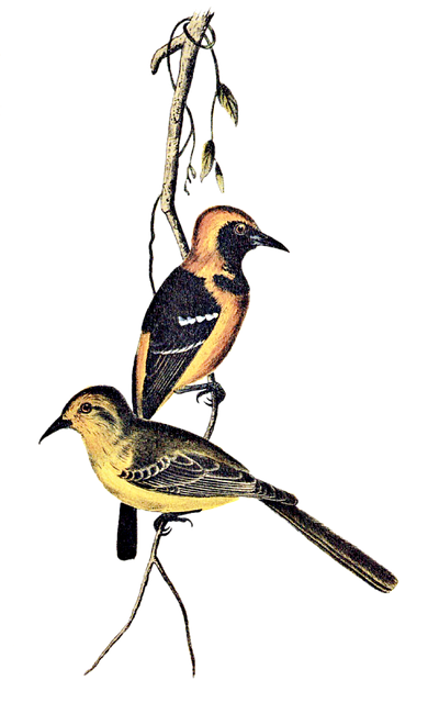 Free bird hooded oriole oriole illustration