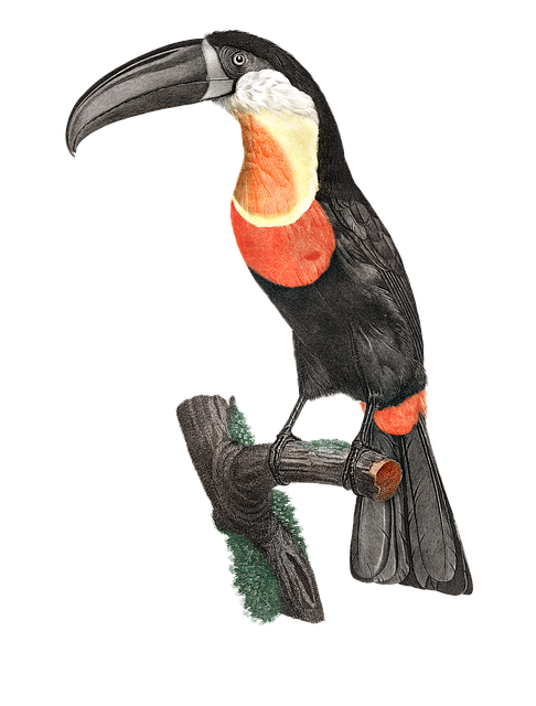 Free toucan bird passerine bird illustration