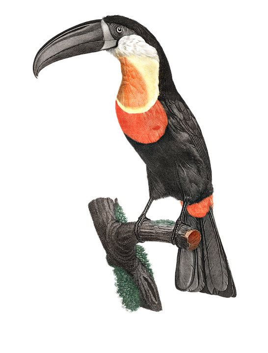 オオハシ 鳥 スズメ目の鳥 Pixabayの無料画像