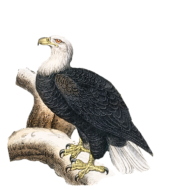 Free white headed sea eagle eagle bird illustration