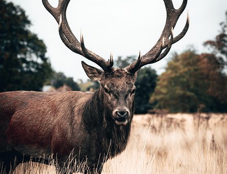 Free Reindeer Animal photo and picture