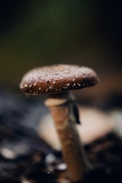 Cogumelo Shiitake, Cogumelo, Fungo
